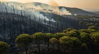 Incendi estate 2026: collina mediterranea devastata dal fuoco con pini carbonizzati